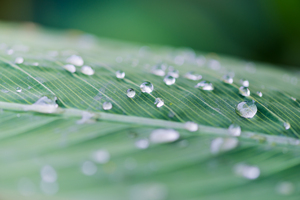 water drops on a leaf after the rain