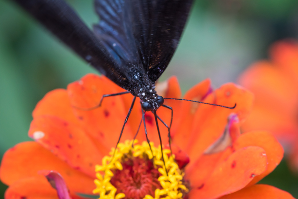 Black butterfly on a red flower by Philippe Lejeanvre
