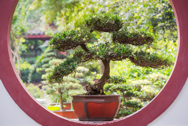Bonsai tree on a chinese traditional circular window by Philippe Lejeanvre