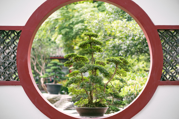 Bonsai tree on a traditional chinese red circular window by Philippe Lejeanvre
