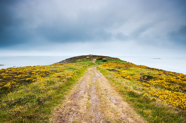 Empty path with yellow flowers Print