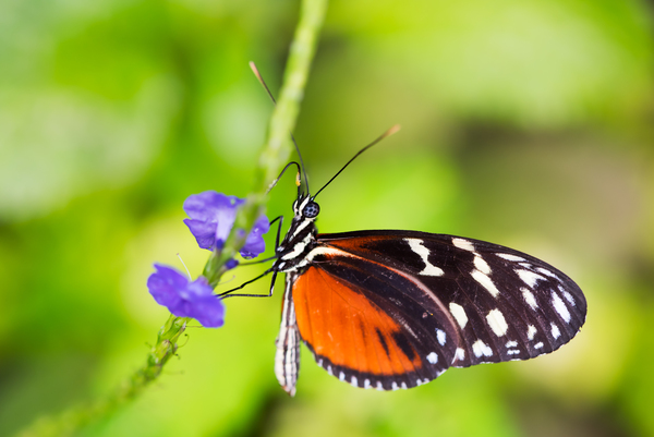 Butterfly taking pollen from a flower Print