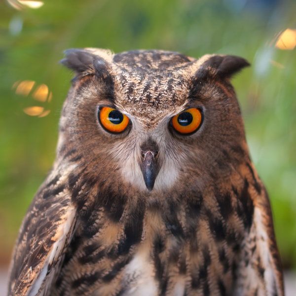Eagle owls close up portrait 2 by Philippe Lejeanvre