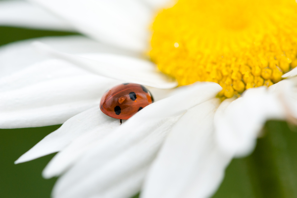 Ladybug on white petals of a flower Print