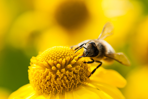 Mining bee on a yellow flower Print
