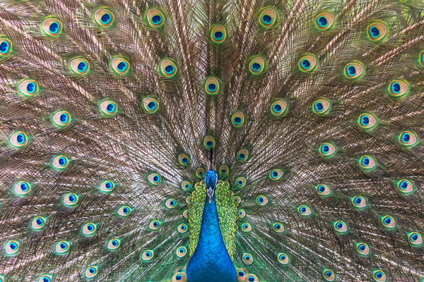 Peacock deploying his tail by Philippe Lejeanvre