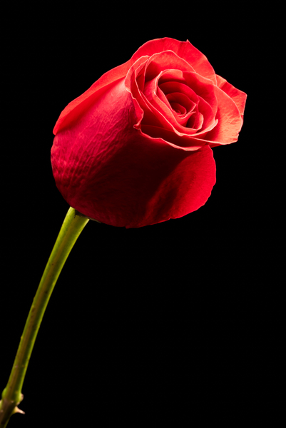 Red rose flower isolated on black background jpg by Philippe Lejeanvre