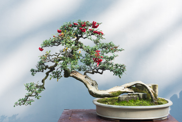 Torn bonsai tree with red fruits by Philippe Lejeanvre