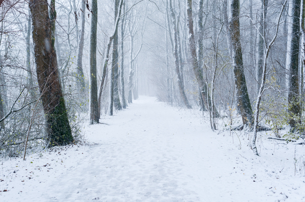 Path in a forest under the snow in winter by Philippe Lejeanvre