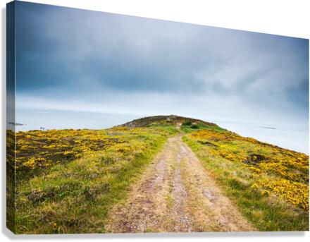 Empty path with yellow flowers Canvas Print