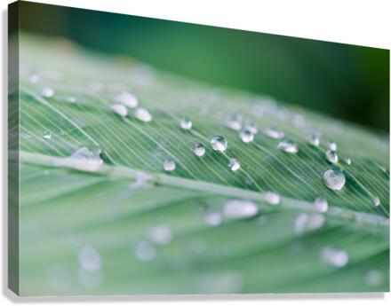 water drops on a leaf after the rain Canvas Print