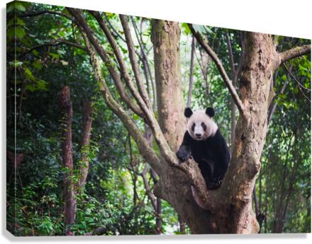 Giant panda in a tree  in Chengdu Canvas Print