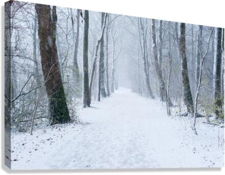 Path in a forest under the snow in winter Canvas Print