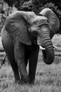 Matriarch
