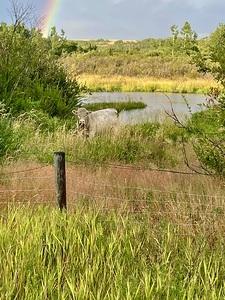 IMG 2070 bull cow Under the rainbow