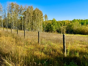 IMG 4266 Beautiful cow pasture