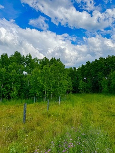IMG 4041 wildflowers and Aspen trees