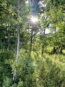 IMG 2048 White light through the Aspen trees