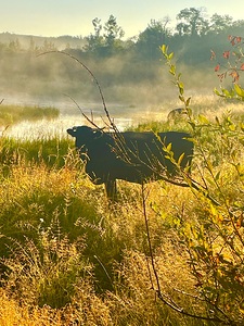 IMG 2179 Black cow Silhouette At sunrise