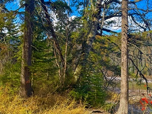 IMG 4400 West glacier Montana