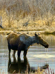 IMG 2748. Cow moose in a glassy pond