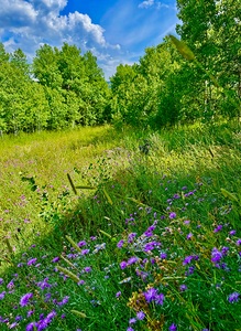 IMG 4039 Green grass purple flowers blue sky