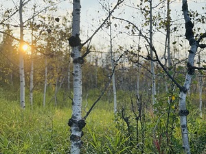 IMG 4253 Orange sun and aspen trees