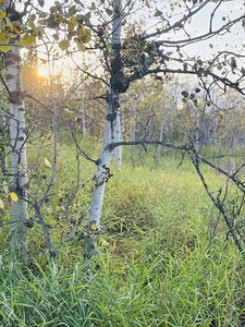 IMG 4252.sun going down in the aspens