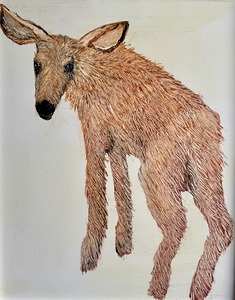 IMG 4298 Brown baby moose 