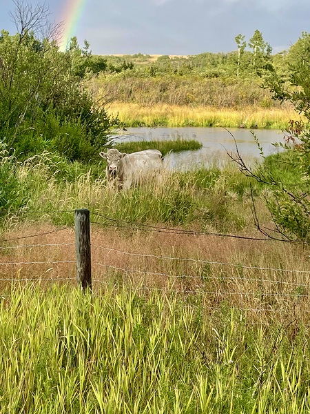 IMG 2070 bull cow Under the rainbow Print
