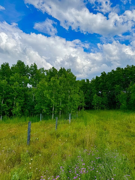 IMG 4041 wildflowers and Aspen trees Print