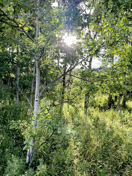 IMG 2048 White light through the Aspen trees Print