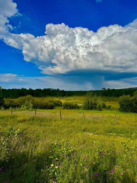 IMG 4040.blue sky and green  by Les Smith