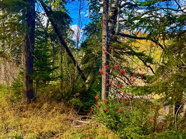 IMG 4401 brilliant colors Print