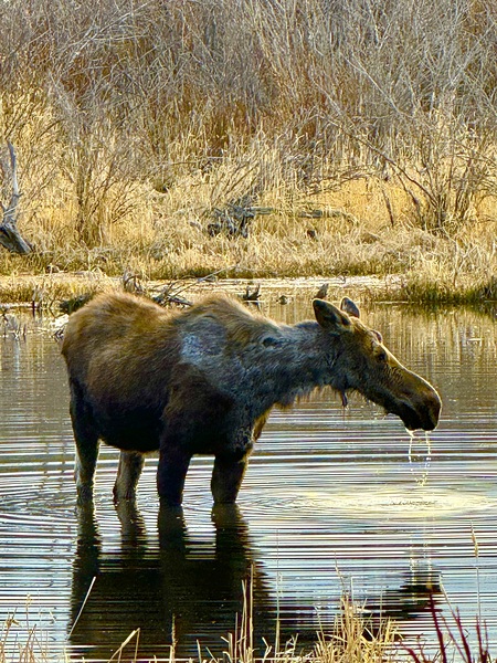 IMG 2748. Cow moose in a glassy pond by Les Smith