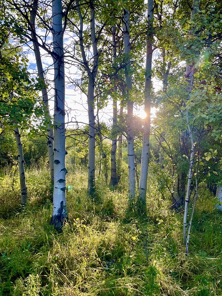 IMG 2143 Light through the aspens Print