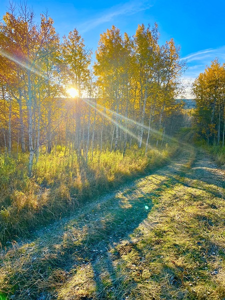 IMG 2250 bright rays of light in the aspens Print