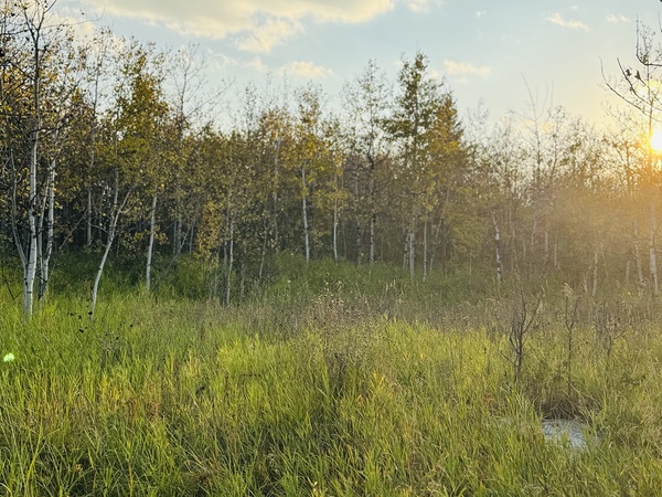 IMG 4250 Orange sun going down in the trees Print