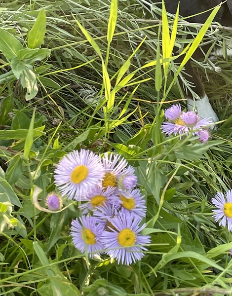 IMG 1924 wild flowers in the mountains Print