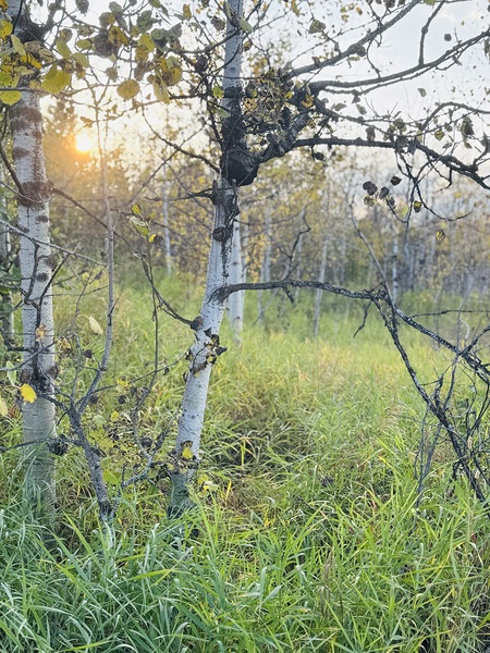 IMG 4252.sun going down in the aspens Print