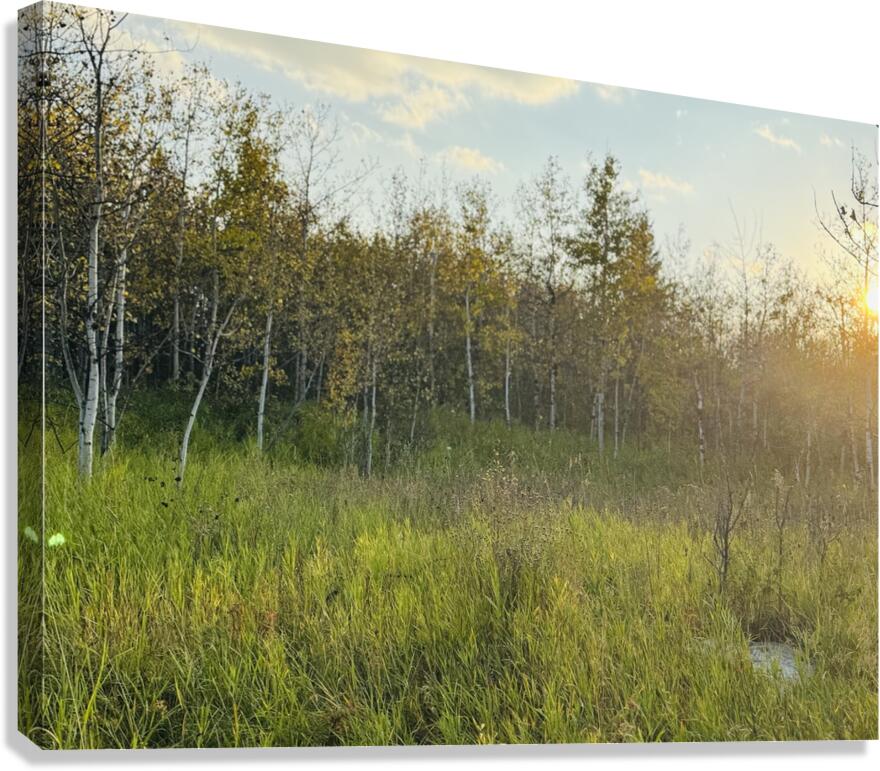 IMG 4250 Orange sun going down in the trees Canvas Print