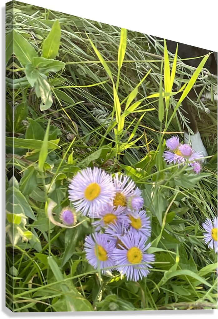 IMG 1924 wild flowers in the mountains Canvas Print