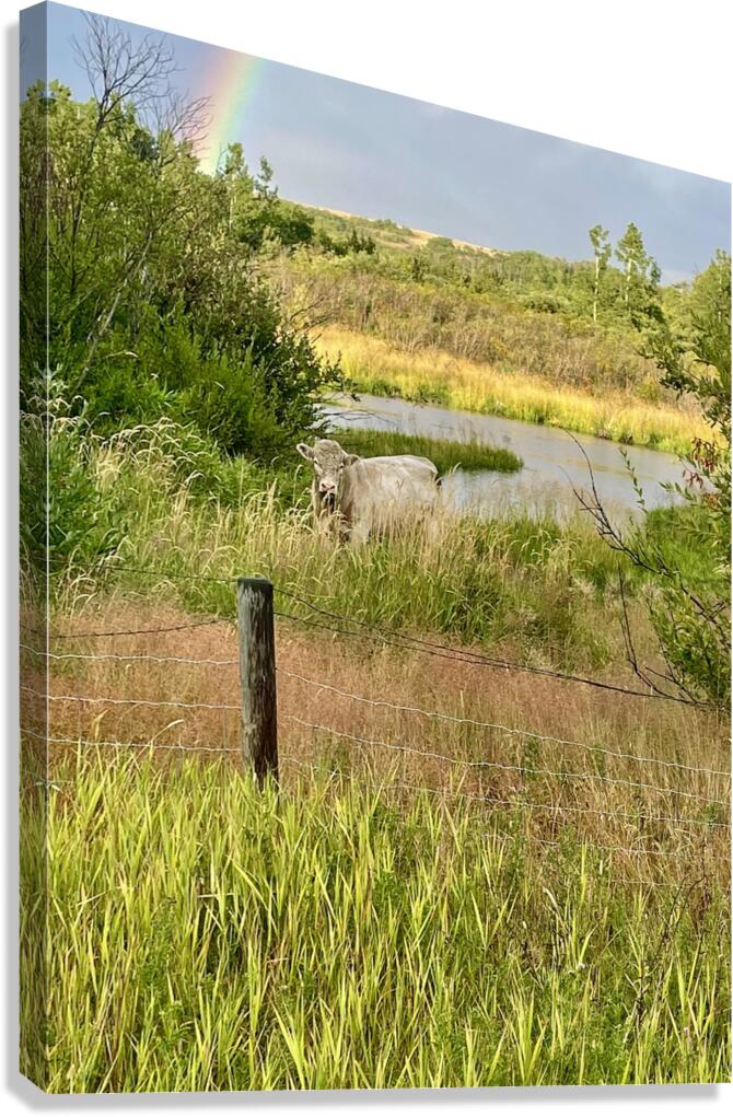 IMG 2070 bull cow Under the rainbow Canvas Print