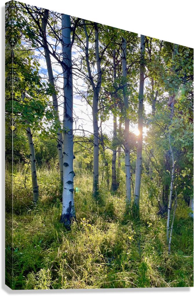 IMG 2143 Light through the aspens Canvas Print