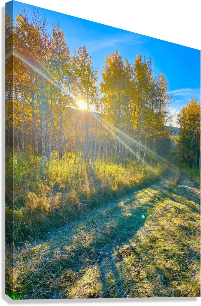 IMG 2250 bright rays of light in the aspens Canvas Print