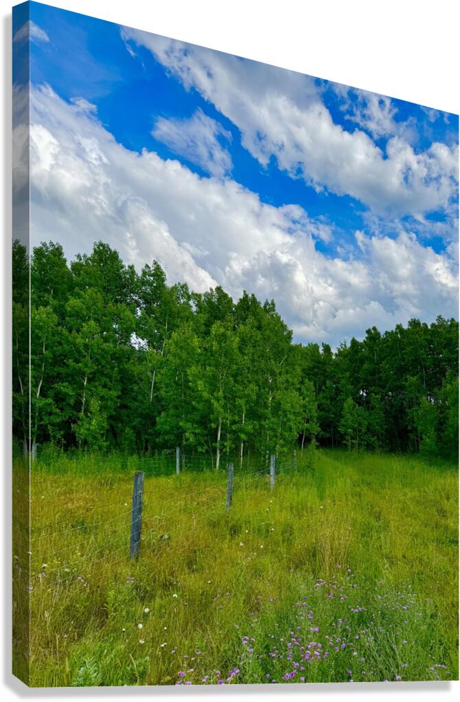 IMG 4041 wildflowers and Aspen trees Canvas Print