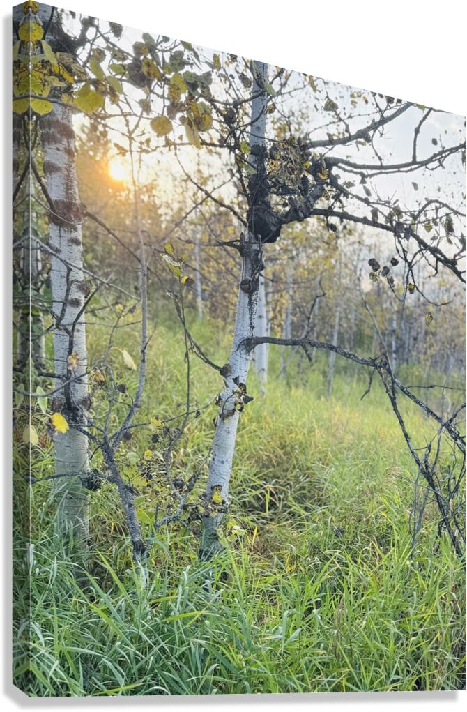 IMG 4252.sun going down in the aspens Canvas Print