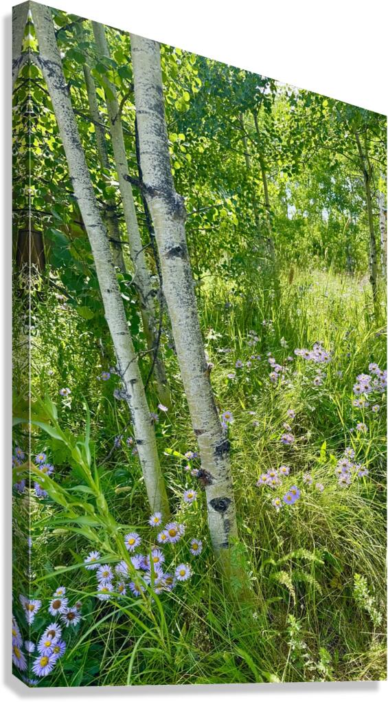 IMG aspen trees  and purple flowers Canvas Print