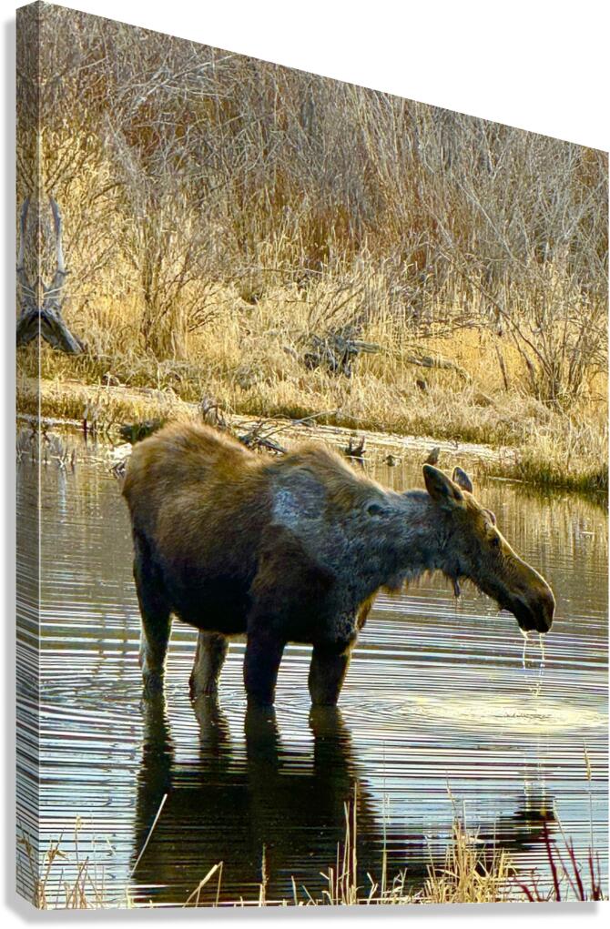 IMG 2748. Cow moose in a glassy pond Canvas Print