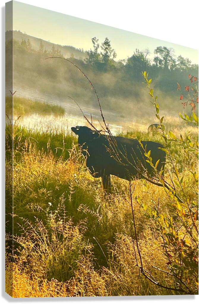 IMG 2179 Black cow Silhouette At sunrise Canvas Print